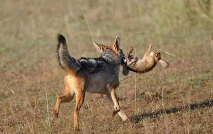 胡狼为一家老小捕猎，捉到野兔还没舍得吃，半路竟杀出一个程咬金