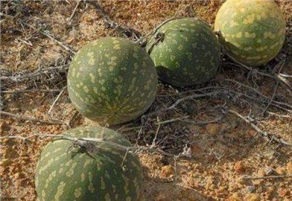 戈壁荒漠上长了许多绿油油的西瓜，看起来很好吃，实则含有剧毒