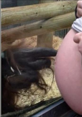 猩猩看到孕妇突然跑过去，孕妈想要躲闪但看到猩猩的举措瞬间哭了