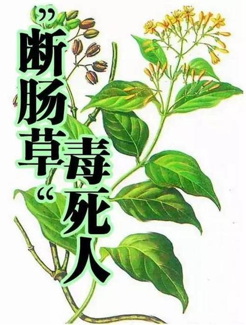 带毒植物盘点，美丽妖娆却含剧毒，尽可能远离