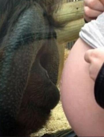 猩猩看到孕妇突然跑过去，孕妈想要躲闪但看到猩猩的举措瞬间哭了