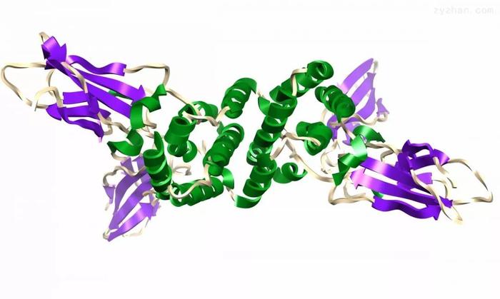 科学家发现：创造单链蛋白质纳米结构的新方法