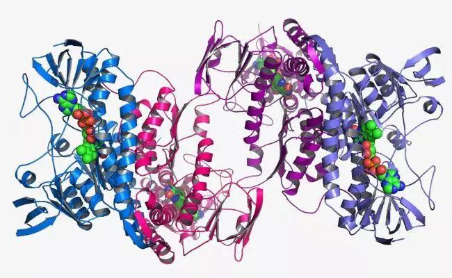 科学家发现：创造单链蛋白质纳米结构的新方法