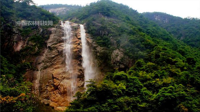 巍峨壮丽八面山！一县一品公益助农，湖南桂东农特产品玲珑茶