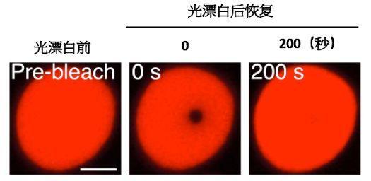 细胞内也有相变：给渐冻症病人「解冻」有了新思路