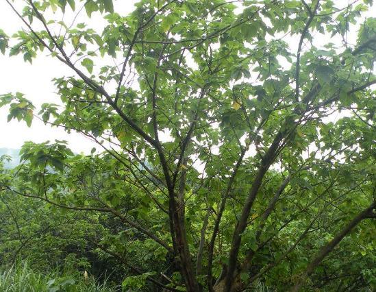 这野果子红彤彤，掉在地上还在抢着吃，农村很常见名叫“构树”
