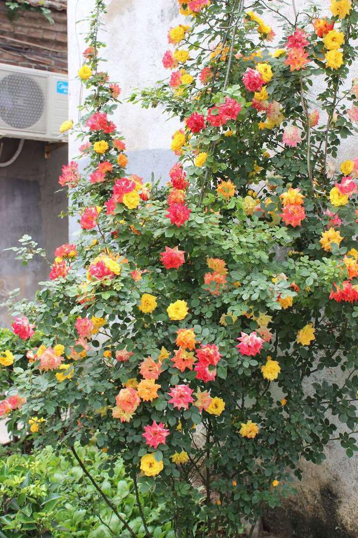 四款特色的花卉，花型独特优美，花开繁盛又迷人，秋天枝上花苞满