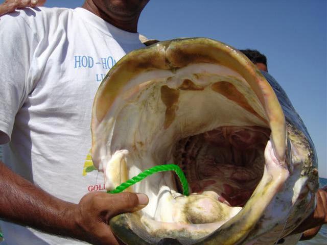 泛滥的尼罗河鲈鱼，不仅有着球一样的体型，还有着非常贪婪的食量