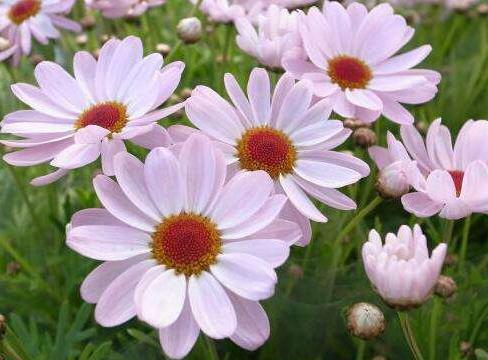 四款特色的花卉，花型独特优美，花开繁盛又迷人，秋天枝上花苞满