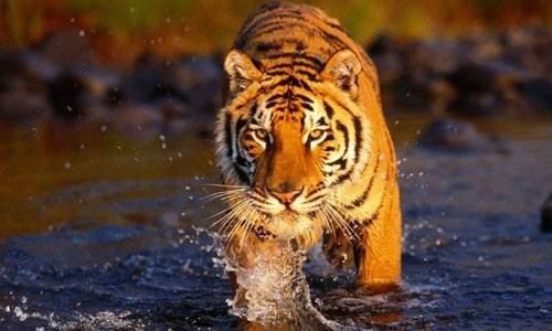老虎吃人后，为何一定要被杀掉？