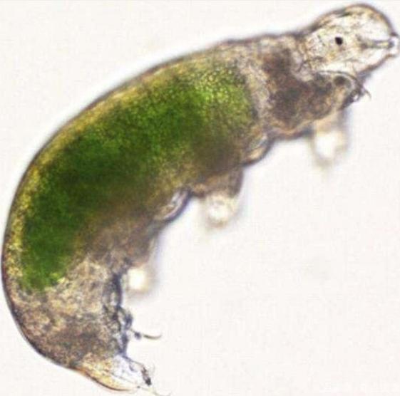 水熊虫被遗留在月球上，作为地表最强生物，它能活下来吗?