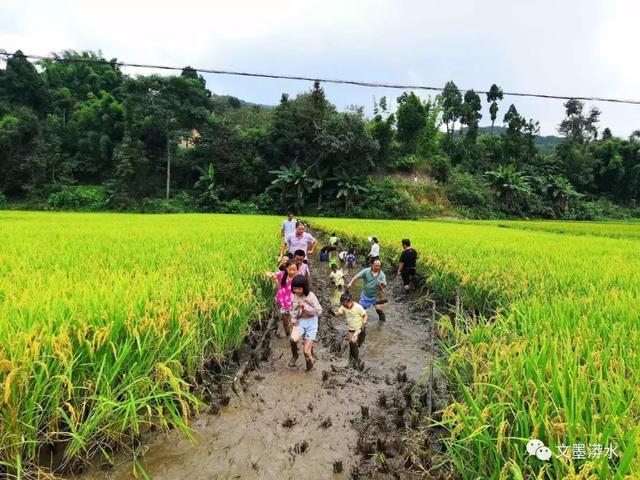 国庆去哪儿？这里稻香秀美古茶飘香 咱一起摸鱼去