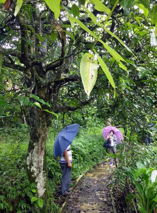 国庆去哪儿？这里稻香秀美古茶飘香 咱一起摸鱼去