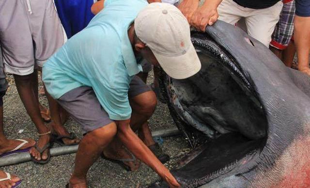 渔民出海捕鱼，意外网到巨型“怪鱼”，渔业人员看后结果让人惊奇
