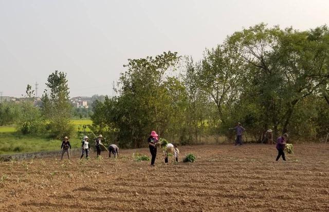 武汉市洪山区应急管理局产业扶贫精准发力 “洪山菜薹”植根龙岗