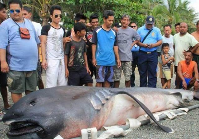 渔民出海捕鱼，意外网到巨型“怪鱼”，渔业人员看后结果让人惊奇