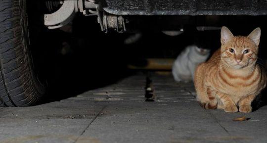 一只橘猫的回家路...从路边的流浪猫再次变成主人怀里的小宝贝