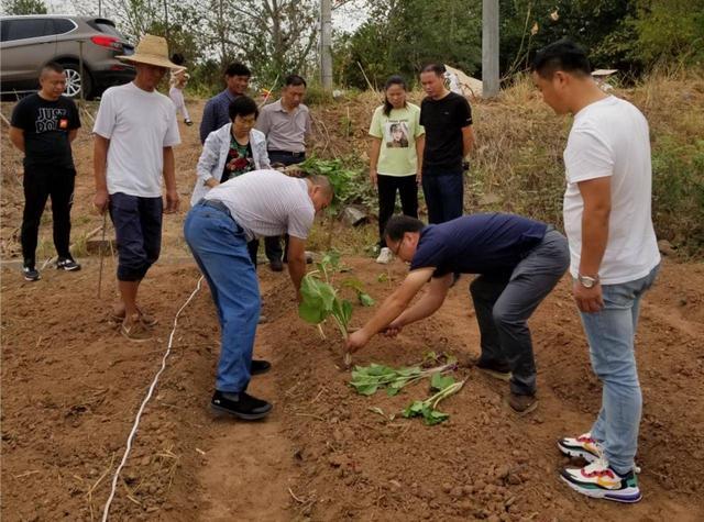 武汉市洪山区应急管理局产业扶贫精准发力 “洪山菜薹”植根龙岗