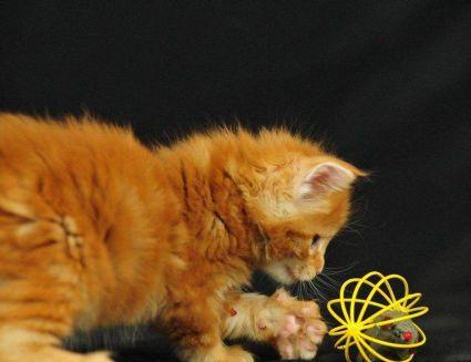 一只橘猫的回家路...从路边的流浪猫再次变成主人怀里的小宝贝