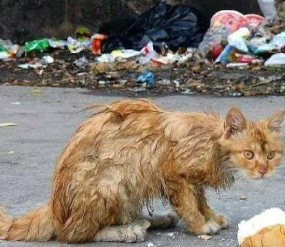 一只橘猫的回家路...从路边的流浪猫再次变成主人怀里的小宝贝