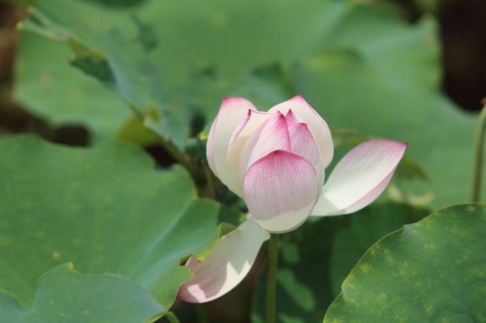 9月下旬，桃花爆棚的3大生肖，遇见真爱，找到幸福！