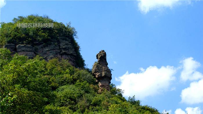 天南海北庆丰收！西望山一县一品公益助农，贵州息烽特产西山贡米