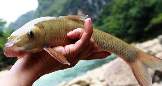 这鱼我只在川南山区里见过，一生靠舔吮江石上的岩浆和苔藓为食