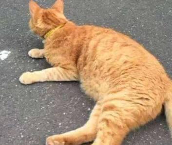 橘猫被嫌弃太胖，一气之下离家出走，主人跟上去看到这搞笑一幕！
