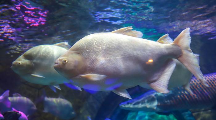 海南一座水族馆，以亚特兰蒂斯命名，实景演出堪比好莱坞大片