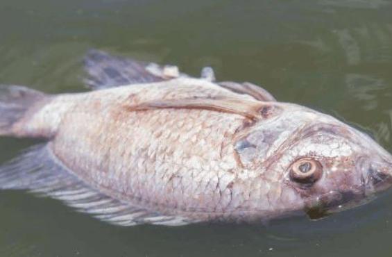 3种最“脏”的鱼，超多寄生虫，很多人不懂，还经常买来吃