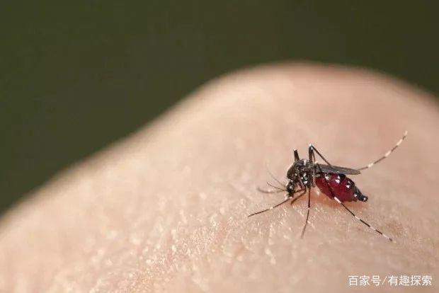 “超级蚊子”出现了！转基因蚊子实验适得其反，专家称这下更难了
