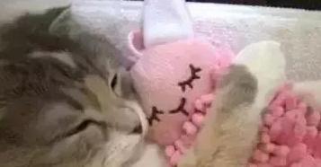 一只有少女心的小猫咪，每晚都抱着粉色小兔睡觉，这画面萌化了
