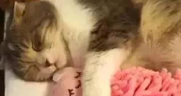 一只有少女心的小猫咪，每晚都抱着粉色小兔睡觉，这画面萌化了