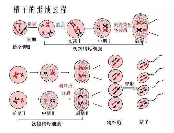 99%精子畸形率，影响做试管婴儿吗？