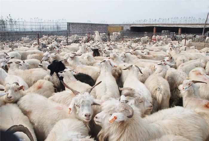 下半年养羊这3大问题要注意，尤其是第二个，养殖户要重视