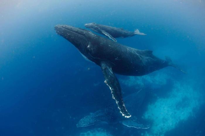 鲸鱼是肉做的，潜入千米深海都没事，为何潜艇却会被压扁？