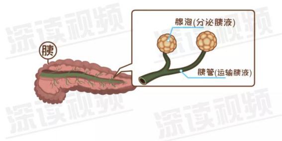 急性胰腺炎死亡率真的很高吗？