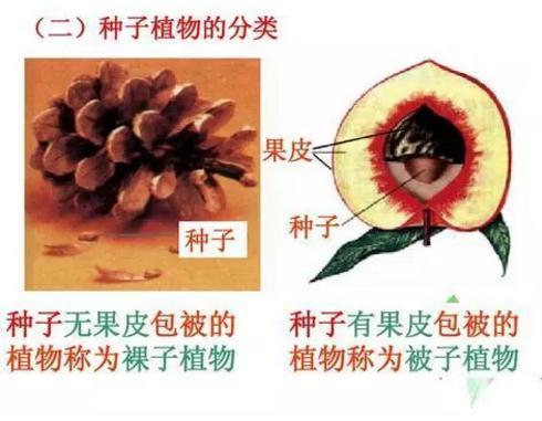 地球上最原始的“活化石”裸子植物，几乎从恐龙时代存活到了现在