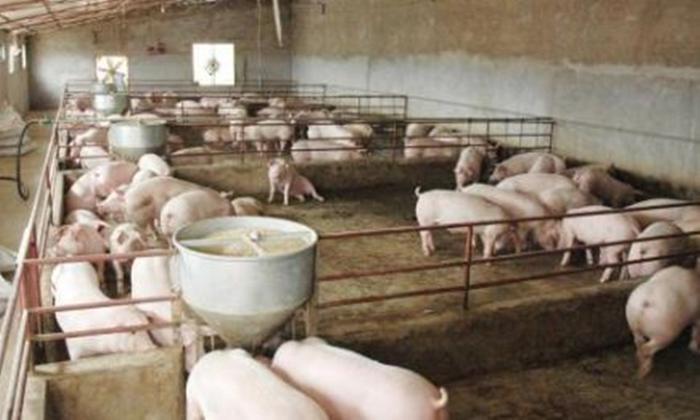 明年饲料抗禁将全面实施？生猪喂养红线不能破，养殖户该有所准备