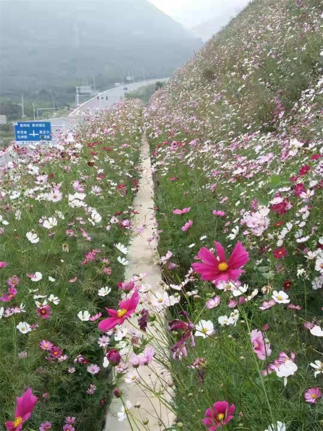 天津蓟县穿芳峪乡有一棵唐槐，又俗称“槐抱榆”的奇树，一起看看