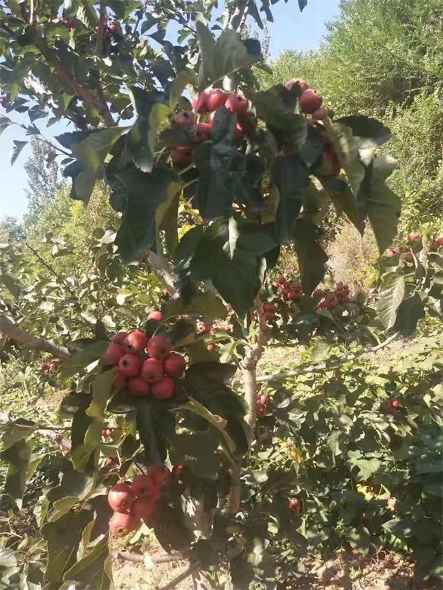 天津蓟县穿芳峪乡有一棵唐槐，又俗称“槐抱榆”的奇树，一起看看