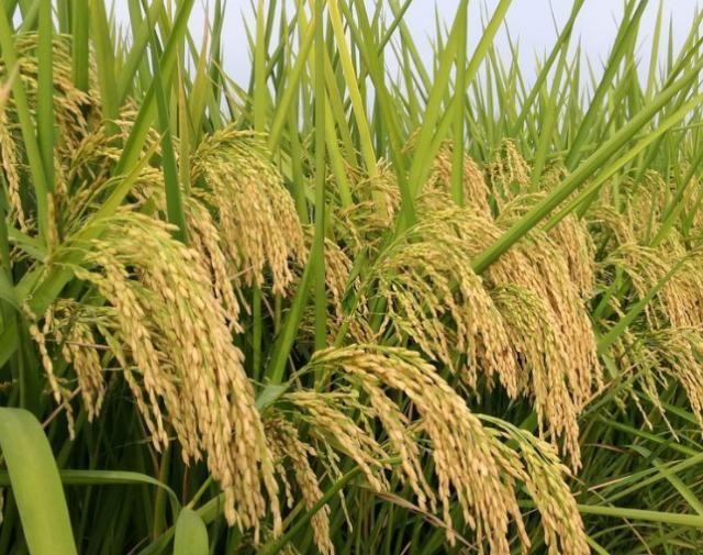 籼粳杂交水稻产量高、米质好，是很有发展潜力的新一代水稻