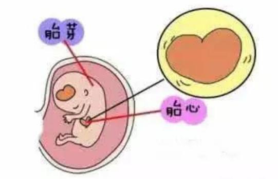 什么是胎芽和胎心？对宝宝有什么作用？