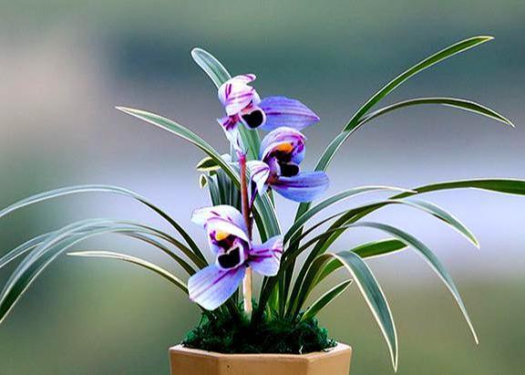 最具仙气的紫色兰花，曾经千金一苗，现在白菜价，香气浓郁幽远