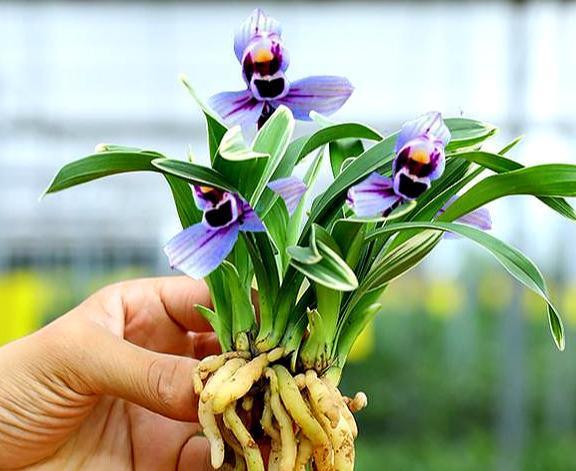 最具仙气的紫色兰花，曾经千金一苗，现在白菜价，香气浓郁幽远