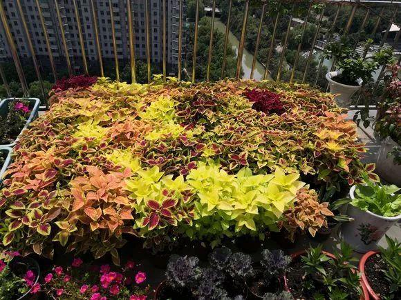 养花总死就种草，色彩斑斓四季好看，新手也能满盆彩