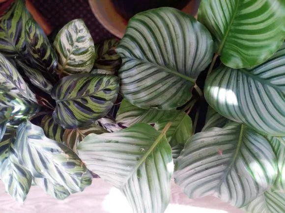 养花总死就种草，色彩斑斓四季好看，新手也能满盆彩