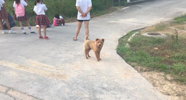 中华田园犬，同是两广品种，为啥区别就那么大