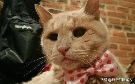 猫咪陪伴主人20多年，临终前舍不得主人，抱着主人的胳膊“睡去”