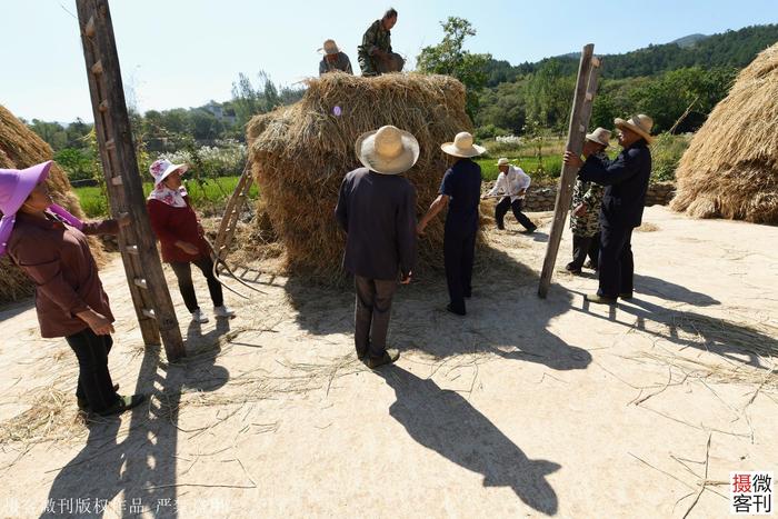 直播大别山下最美乡村过丰收节 农民现场表演抢收